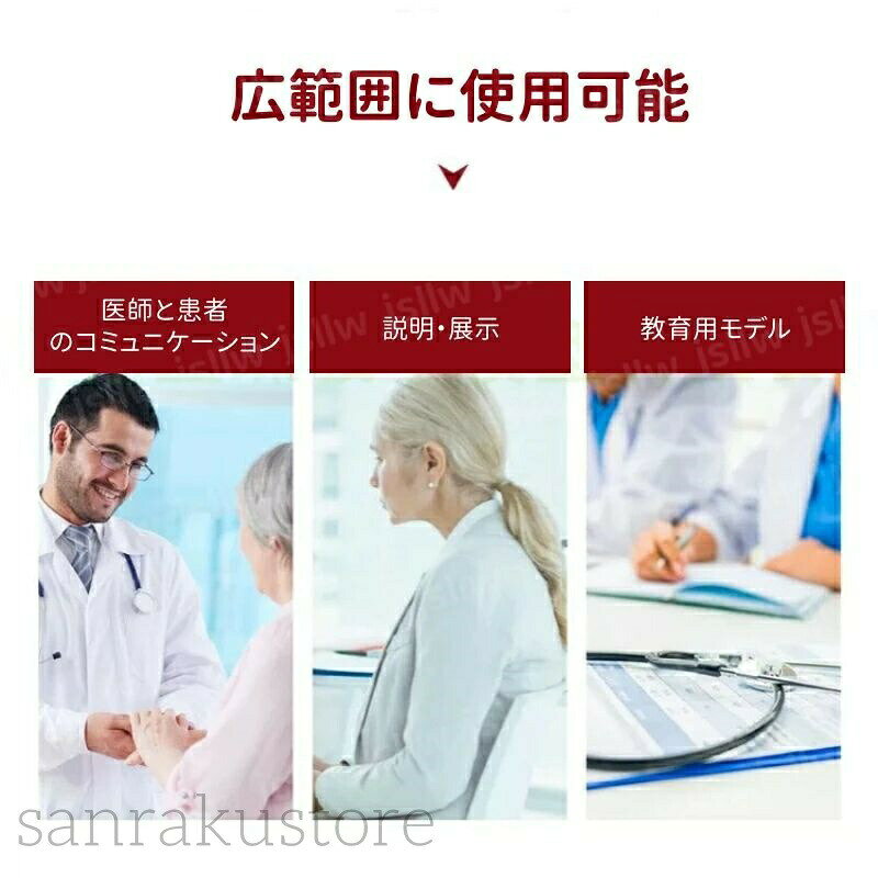 天神橋セレクトの【送料無料】人体腕筋肉構造モデル 筋肉解剖模型 上肢の筋肉分解 血管神経 展示スタンド付き 取り外し可能 組み立て デラックスモデル 人体模型 教学用モデル 医学教育用 院内模型 施術説明用 PVC製 看護 医師 学生 病院 クリニック 大学 専門学校 実験 演示 可視化立体 精密｜アングル2