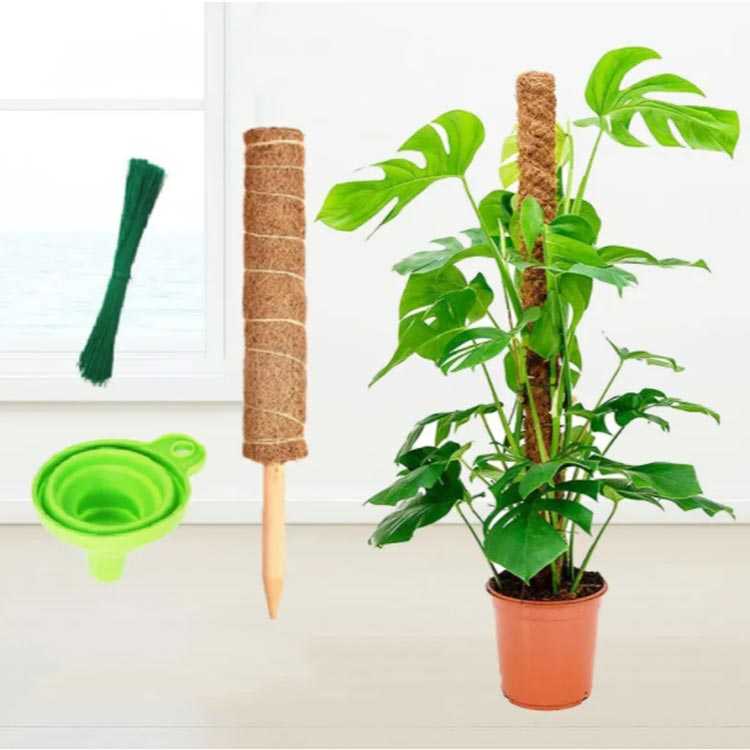 観葉植物 ポトス 園芸支柱 天然 ココナッツ支柱 モンステラ支柱 ガーデニング用 花...