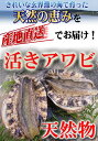 天然物　あわび　1kg　玄界灘壱岐産　[長崎県]　　玄界灘に浮かぶ島　壱岐から直送！！