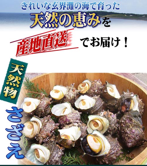 天然物　活き　サザエ　8kg　玄界灘　壱岐産　　産地直...