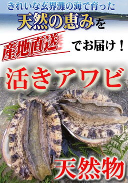 玄界灘　壱岐産　天然　アワビ　　2kg　　クール冷蔵便使用玄界灘に浮かぶ島　壱岐から直送！