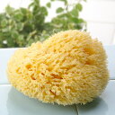 【海綿スポンジ専門ショップ】ふわふわの柔らかさ!キメ細かな泡立ち!やさしい肌触りが最高に気持ち良い!【海綿スポンジの王様】天然海綿ボディスポンジ・ハニコム種クィ...