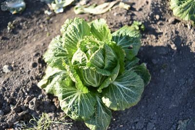 送料無料 3個セット 竹分解発酵液 リゾノイド 1L　抗酸化 土壌改良材