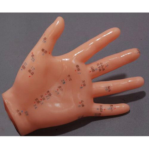 鍼灸 針灸 按摩 手ツボ 模型 日本語対訳付