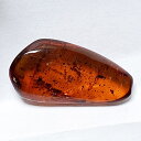 虫入り琥珀アンバーInsects in Amberリトアニア産Balttic Sea iw241212a21