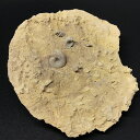 アンモナイト化石三畳紀セラタイト目ガランティアナフランスリュウン産316g iw200812a02