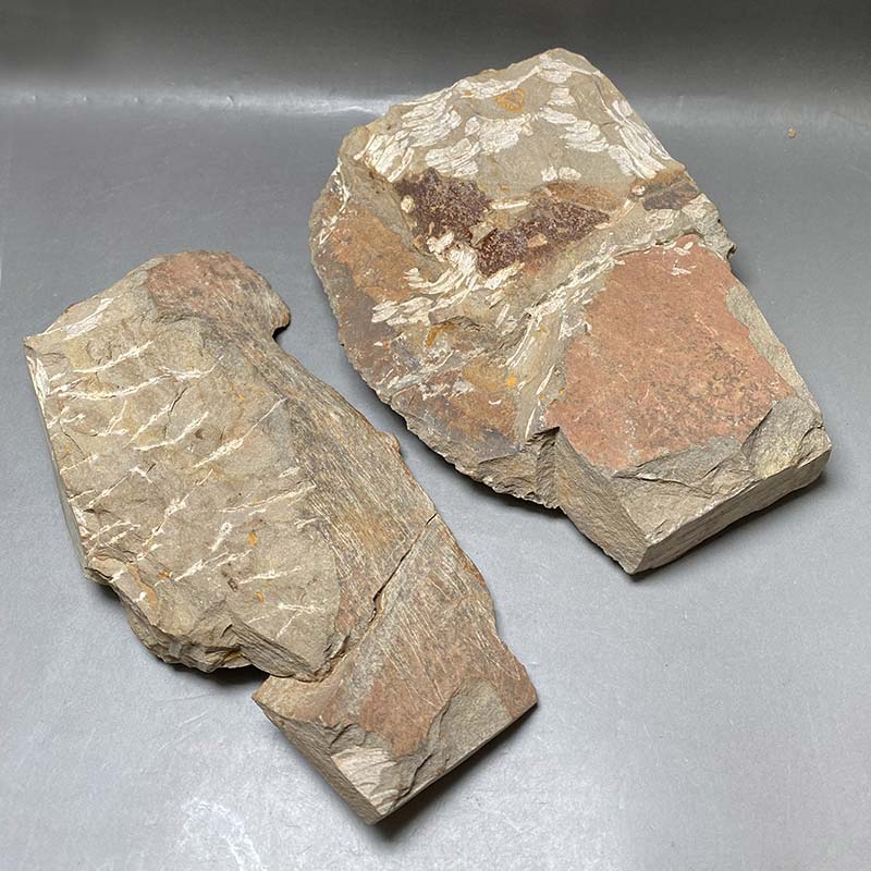 天宝堂の三葉虫カンブロパラス古生代カンブリア紀中期モロッコ産 　iw260405a02k｜アングル2