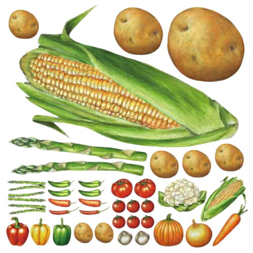 デコレーションシール スタンダード ベジタブル1 のぼり屋工房 4871/業務用/新品 /テンポス