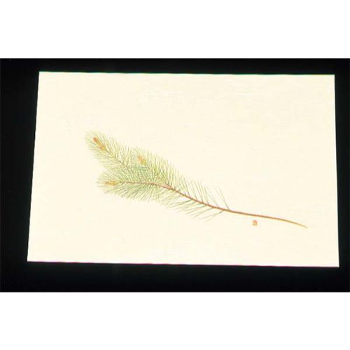 遠赤外線抗菌和紙 四季の花 尺三懐石まっとクリーム（100枚入） WSS-2 松 オールシ...