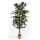 観葉植物 フィカス 1124 A 19840/業務用/新品/送料別