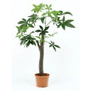観葉植物 パキラ 朴の木タイプ 13498/業務用/新品/送料別
