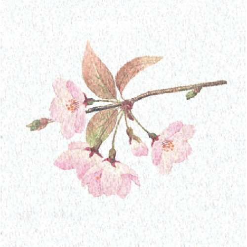 両面ラミ四季彩シート 桜 (200枚入)/業務用/新品/小物送料対象商品