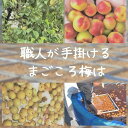 まごころ梅　かつお味　優しい甘さ　免疫力　疲労回復　紀州南高梅　梅干し　うめぼし　1000g　塩分8％ 梅白湯 2