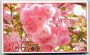 04-194 大阪 桜の通り抜け 2005/平成17年 【寺島コイン】