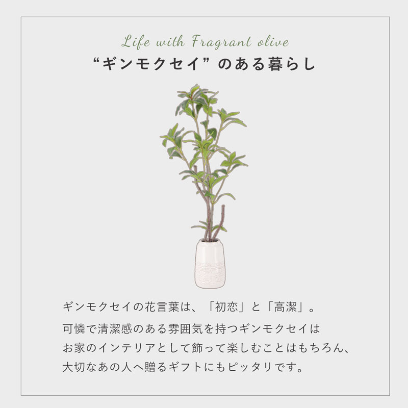 �������оݥ����ݥ������������ƥꥢ���꡼�� ����⥯���� �⤵66cm �ʥ����� �ʥ����륤��ƥꥢ �ե��������꡼�� ���տ�ʪ �͹����տ�ʪ �ߥ� �ե����� ����ƥꥢ �ꥢ�� ������� �Ϥ�ʤ� ��ޯ�� ���襤�� �İ��� ��� ���� ��ӥ� ���� ���˥��꡼ ¤��