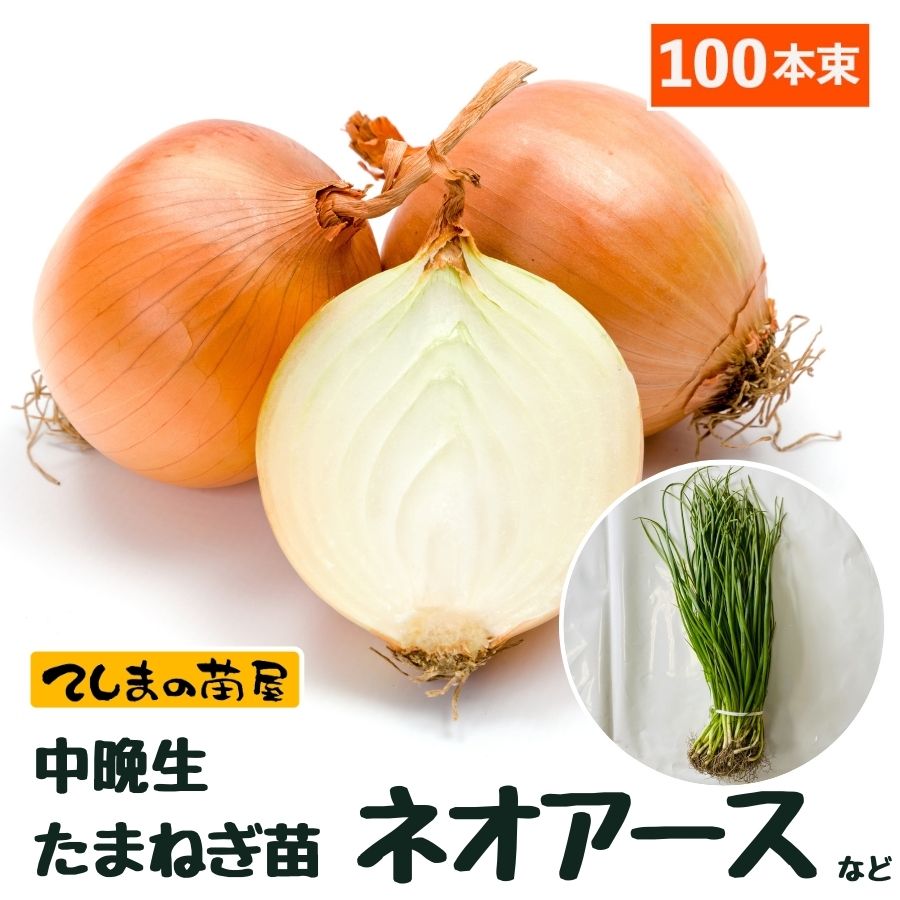 【予約受付中】 中晩成 たまねぎ苗 約100本束 ネオアースタマネギ苗 抜き苗 【野菜苗 培土 種 】 【ガーデニング】 【家庭菜園】