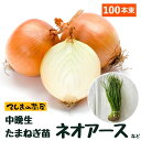 【予約受付中】 中晩成 たまねぎ苗 約100本束 ネオアースタマネギ苗 抜き苗 【野菜苗 培土 種 】 【ガーデニング】 【家庭菜園】