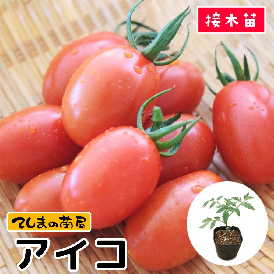 【てしまの苗】 ミニトマト苗 アイコ 断根接木苗 9cmポット 野菜苗 培土 種