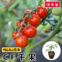 【てしまの苗】 ミニトマト苗 千果 断根接木苗 9cmポット