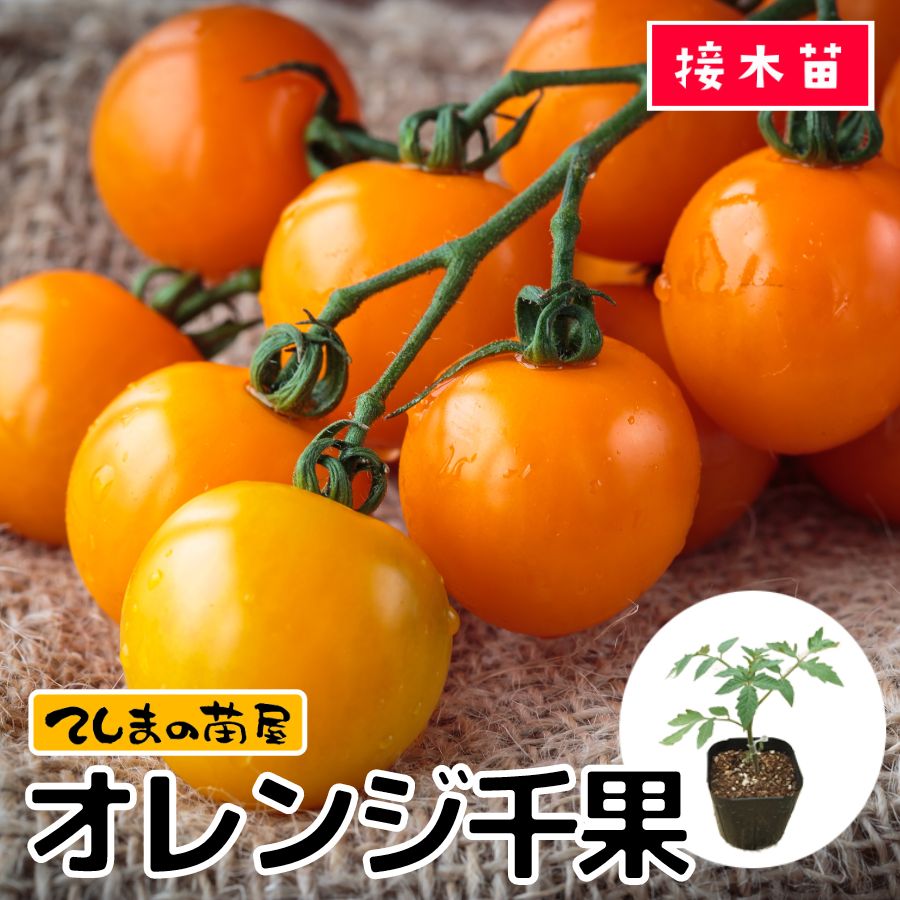 【てしまの苗】 ミニトマト苗 オレンジ千果 断根接木苗 9cmポット 野菜苗 培土 種