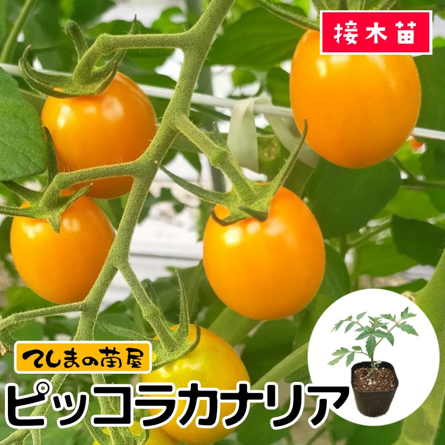 【てしまの苗】 ミニトマト苗 ピッコラカナリア 断根接木苗 9cmポット 野菜苗 培土 種