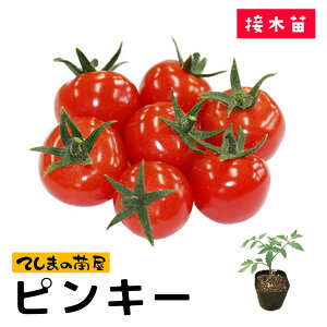 【てしまの苗】 ミニトマト苗 ピンキー 断根接木苗 9cmポット 野菜苗 培土 種