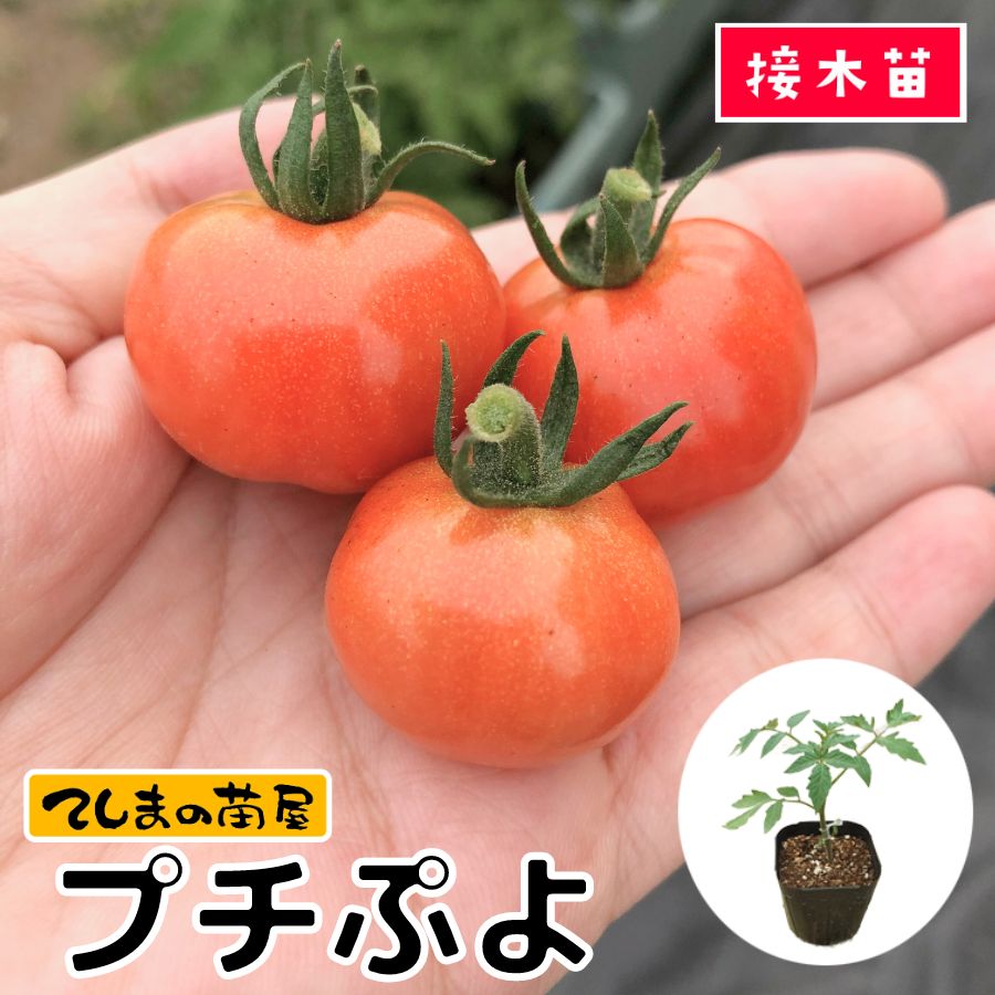 【てしまの苗】 ミニトマト苗 CFプチぷよ 断根接木苗 9cmポット 野菜苗 培土 種 1