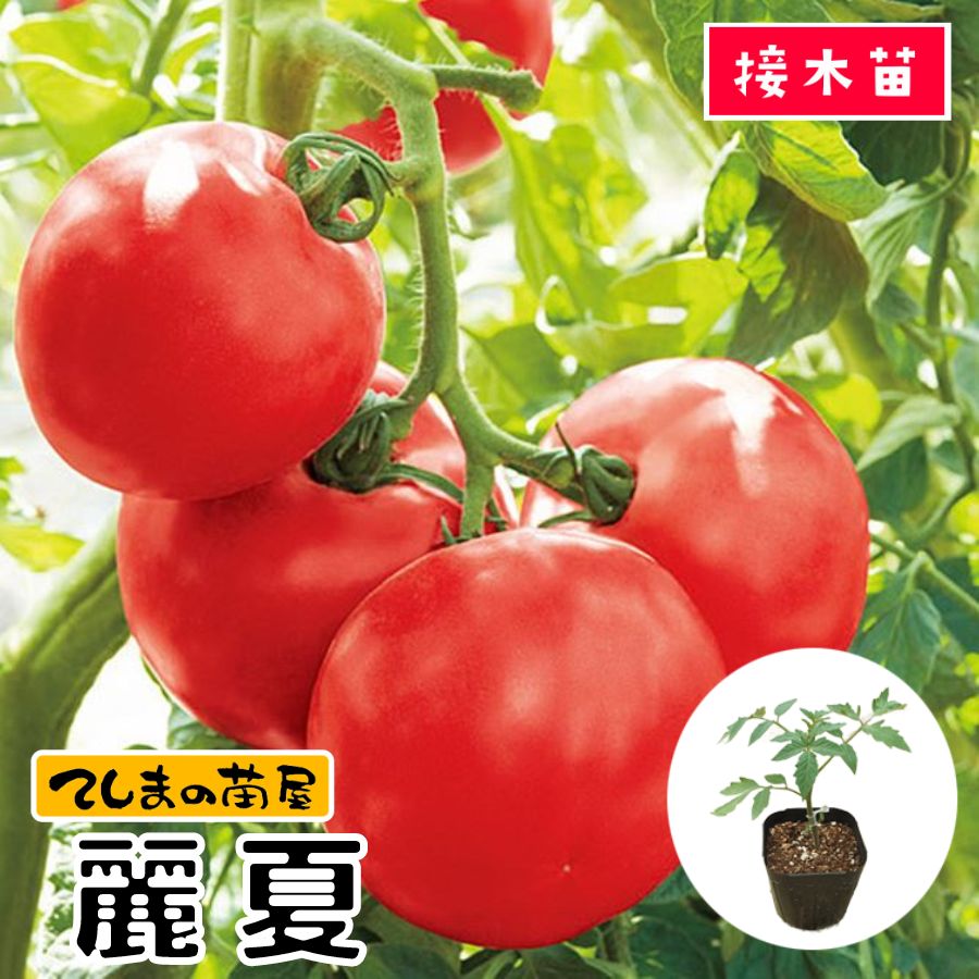  大玉トマト苗 麗夏 断根接木苗 9cmポット 野菜苗 培土 種