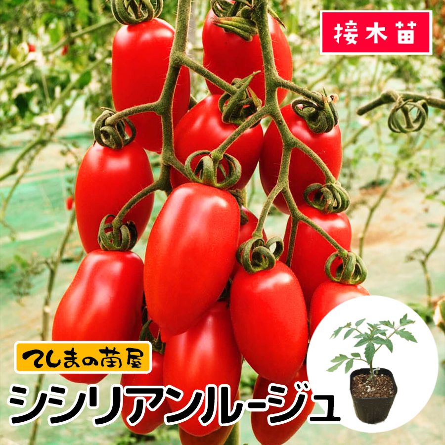 【てしまの苗】 ミニトマト苗 シシリアンルージュ断根接木苗 9cmポット 野菜苗 培土 種