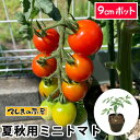 【てしまの苗】 夏秋栽培用接木 ミニトマト 品種指定なし 9cmポット