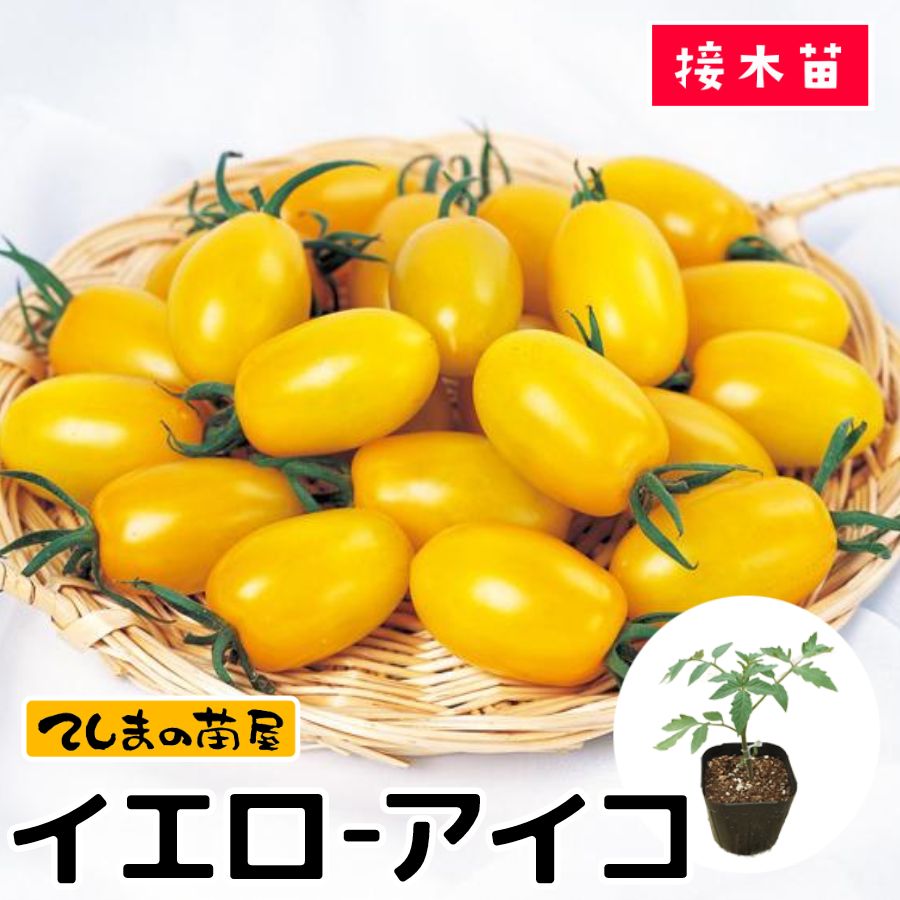 【てしまの苗】 ミニトマト苗 イエローアイコ 断根接木苗 9cmポット 野菜苗 培土 種