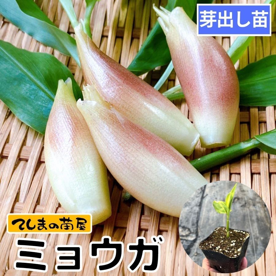 【てしまの苗】芽出し　ミョウガ苗　9cmポット　即納のみ