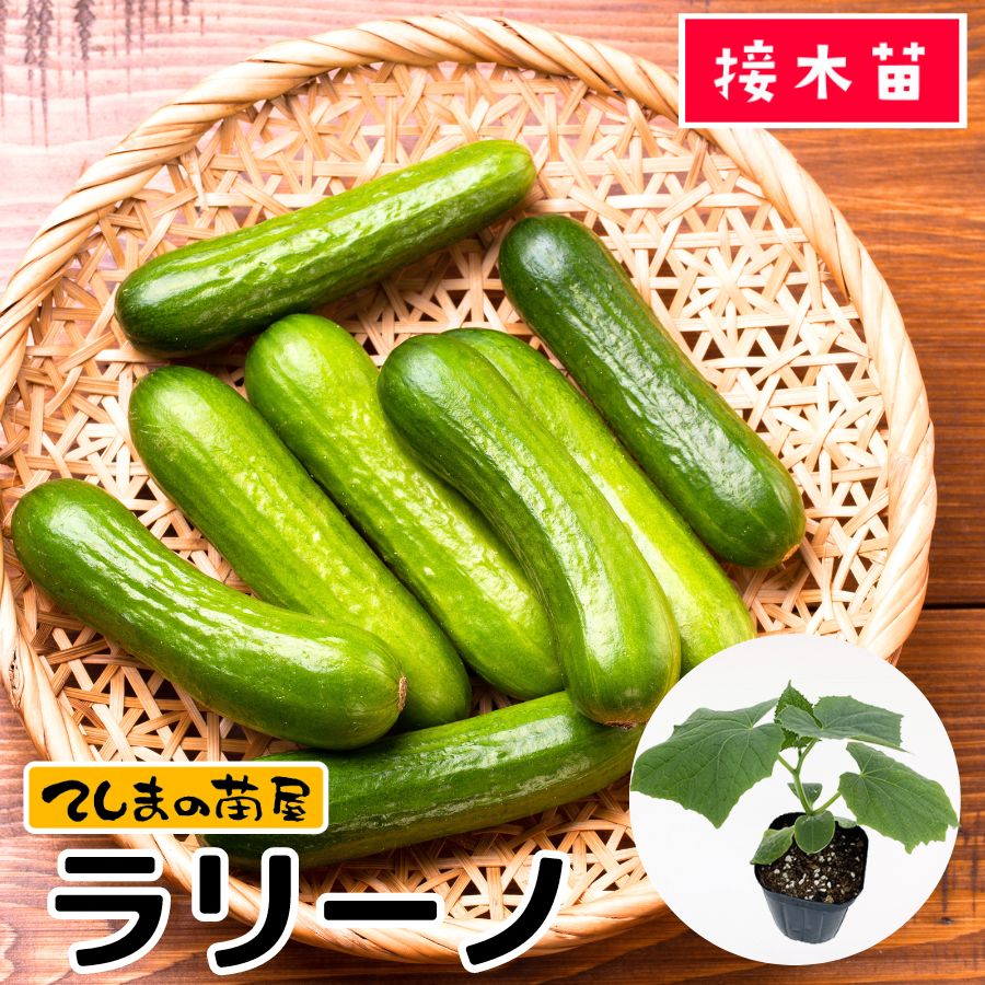 【てしまの苗】 キュウリ苗 ラリーノ 断根接木苗 9cmポット【人気】 野菜苗 培土 種