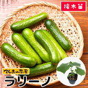 【てしまの苗】 キュウリ苗 ラリーノ 断根接木苗 9cmポット【人気】 野菜苗 培土 種