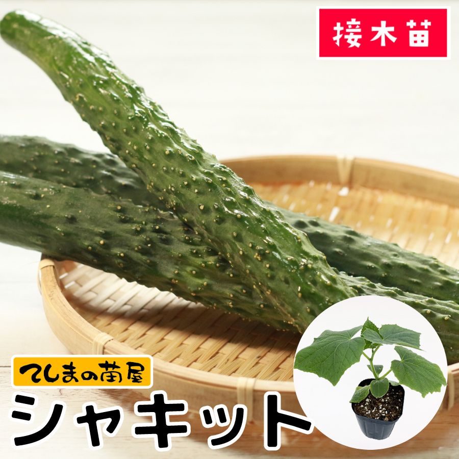  キュウリ苗 シャキット 断根接木苗 9cmポット 野菜苗 培土 種