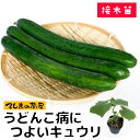 【てしまの苗】 キュウリ苗 うどんこ病につよいキュウリ 断根接木苗 9cmポット 野菜苗 培土 種 