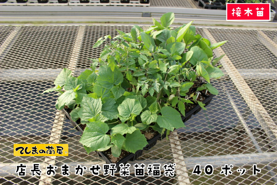 【てしまの苗】 店長おまかせ野菜苗 培土 種 福袋 40ポット断根接木苗 トマト ナス キュウリ ゴーヤ スイカ オクラ メロン ハーブ ピーマン エダマメ