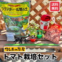 【てしまの苗】ミニトマト栽培セット 送料無料 ※北海道・沖縄への配送は送料900円加算