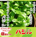 【てしまの苗】コンパニオンプランツ バジル 実生苗 9cmポ