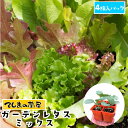 【てしまの苗】 ベビーリーフ苗 ガーデンレタスミックス 4株入りパック 葉菜苗 【人気】