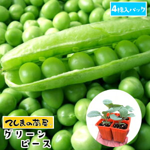 【てしまの苗】 グリーンピース 4株入りパック 実エンドウ苗 【野菜苗 】 【ガーデニング】 【家庭菜園】