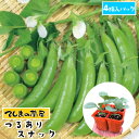 【てしまの苗】 つるありスナック 4株入りパック エンドウ苗 【野菜苗 】 【ガーデニング】 【家庭菜園】