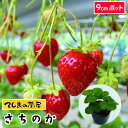 【てしまの苗】 さちのか 7.5-9cmポット 【人気】