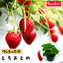 【てしまの苗】 イチゴ苗 とちおとめ 6-9cmポット 【人気】