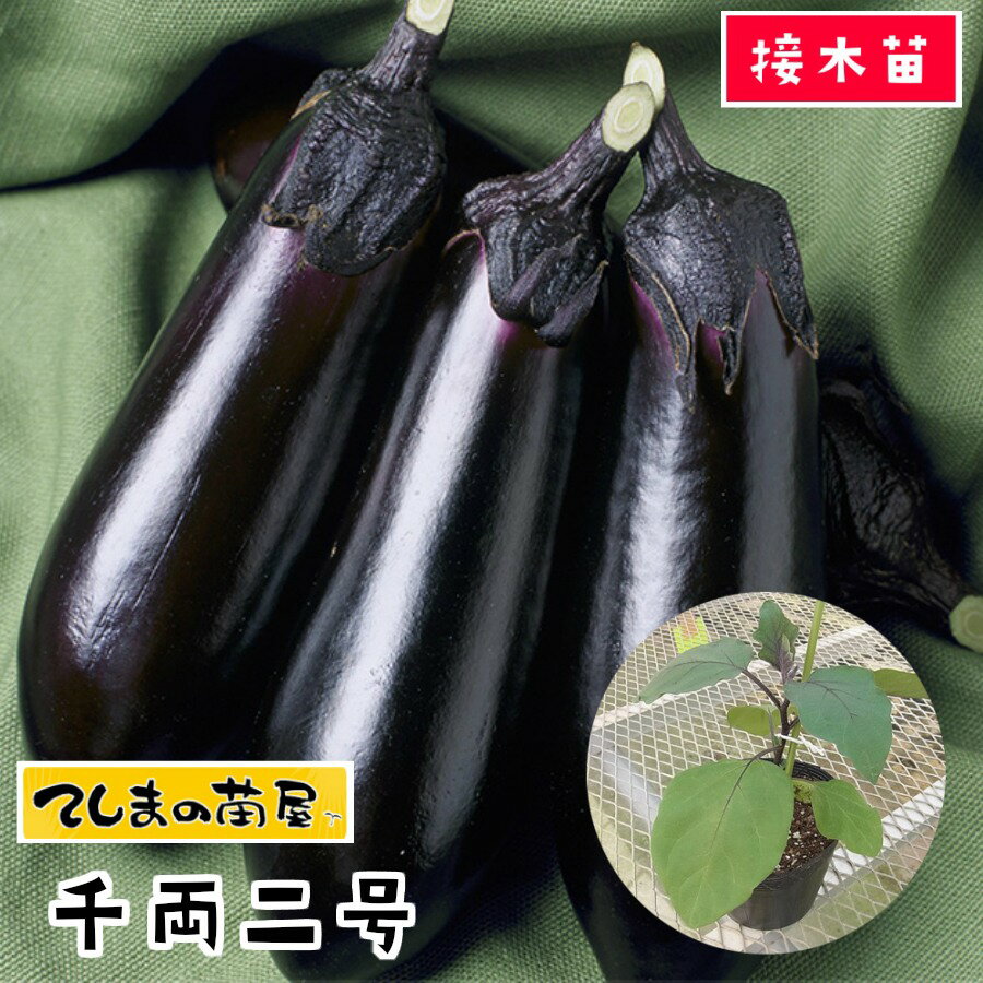 【てしまの苗】 ナス苗 千両二号 断根接木苗 9cmポットのサムネイル