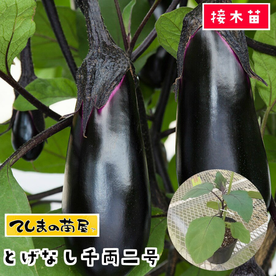 【てしまの苗】 ナス苗 とげなし千両二号 断根接木苗 9cmポットのサムネイル