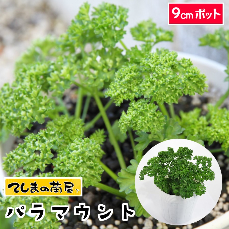 【てしまの苗】 パセリ苗 パラマウント 9cmポット 葉菜苗 培土 種 【人気】のサムネイル