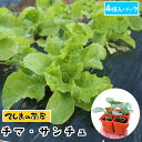 【てしまの苗】 リーフレタス苗 かきちしゃ チマサンチュ 4株入りパック 葉菜苗 【人気】