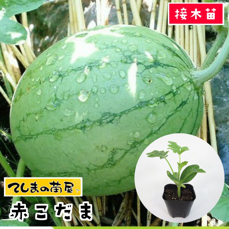 【てしまの苗】 スイカ苗 赤こだま 断根接木苗 9cmポット 【人気】のサムネイル