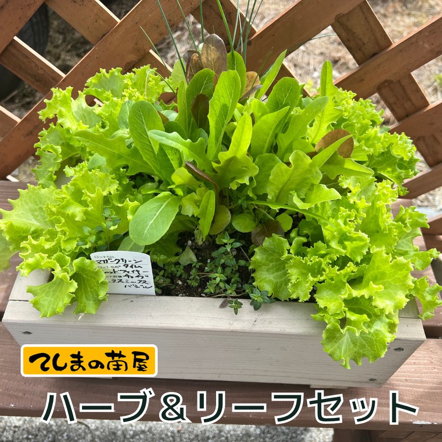 【てしまの苗】ハーブ＆リーフセットプランター付き寄植え お気軽家庭菜園に♪